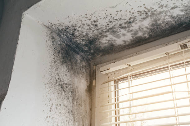 Affordable Mold Cleanup solutions in Kewadin, MI